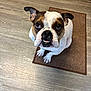 bulldog, dog, pet, animal, brown_mat, wooden_floor, indoor, looking_up, cute, face, ears, white_fur, brown_fur, paw, sitting, domestic, companion, friendly, expression, canine