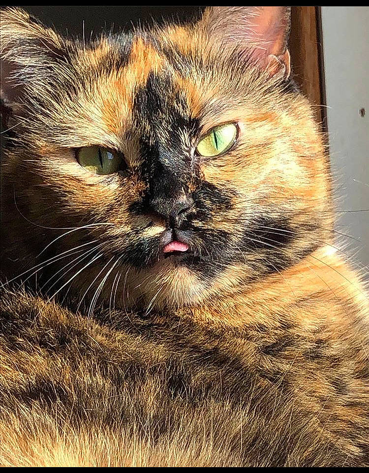 Topaz is registered to the contest to win money with this photo: asian, carnivore, cat, close_up, domestic_short_haired_cat, european_shorthair, eye, felidae, fur, kitten, mammal, nose, photography, small_to_medium_sized_cats, snout, tabby_cat, whiskers, wild_cat, wildlife