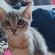 Pistache participe au concours pour gagner de l'argent avec cette photo : kitten, cat, indoor, couch, blanket, cushion, pet, animal, feline, young, cute, curious, fur, whiskers, ears, sitting, closeup, domestic, home, soft