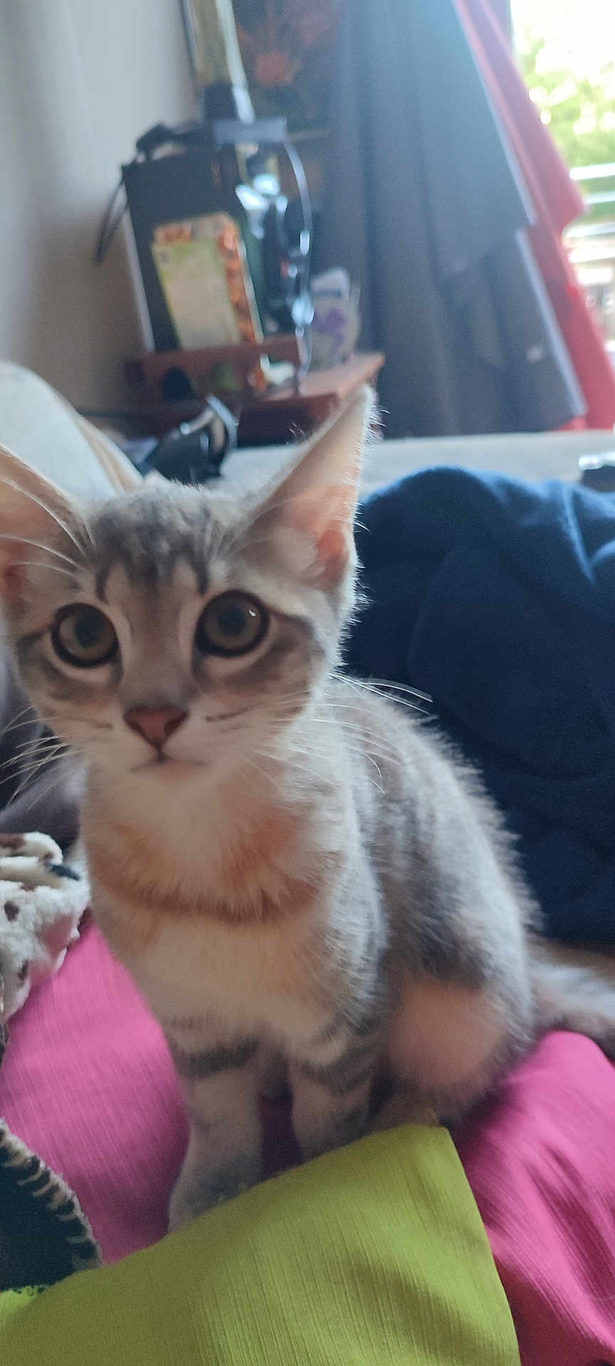 Pistache