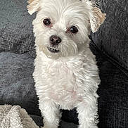 Minnie joined the competition — help win amazing prizes! dog, white_dog, fluffy, small_dog, cute, pet, indoors, couch, blanket, fur, ears, face, eyes, nose, animal, companion, domestic_animal, cozy, curious, portrait