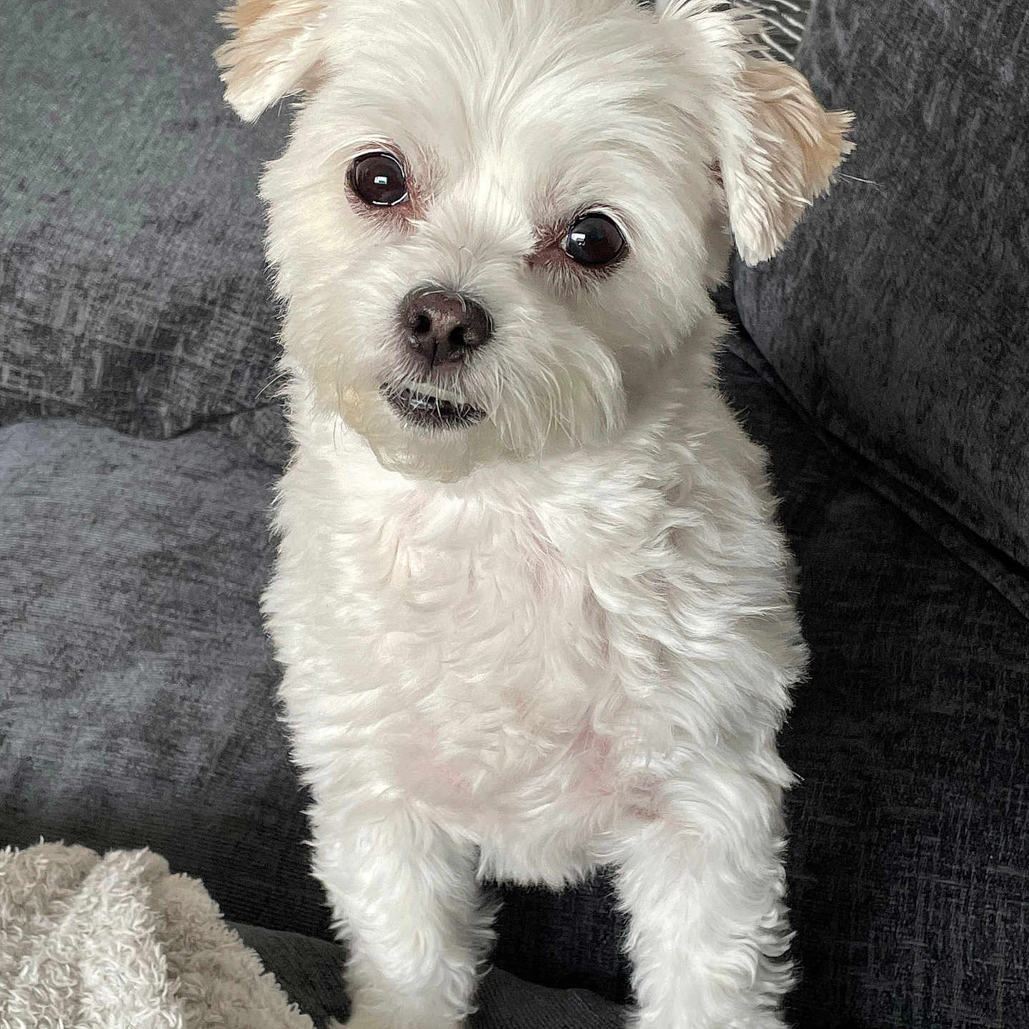 Minnie joined the competition — help win amazing prizes! animal, blanket, companion, couch, cozy, curious, cute, dog, domestic_animal, ears, eyes, face, fluffy, fur, indoors, nose, pet, portrait, small_dog, white_dog
