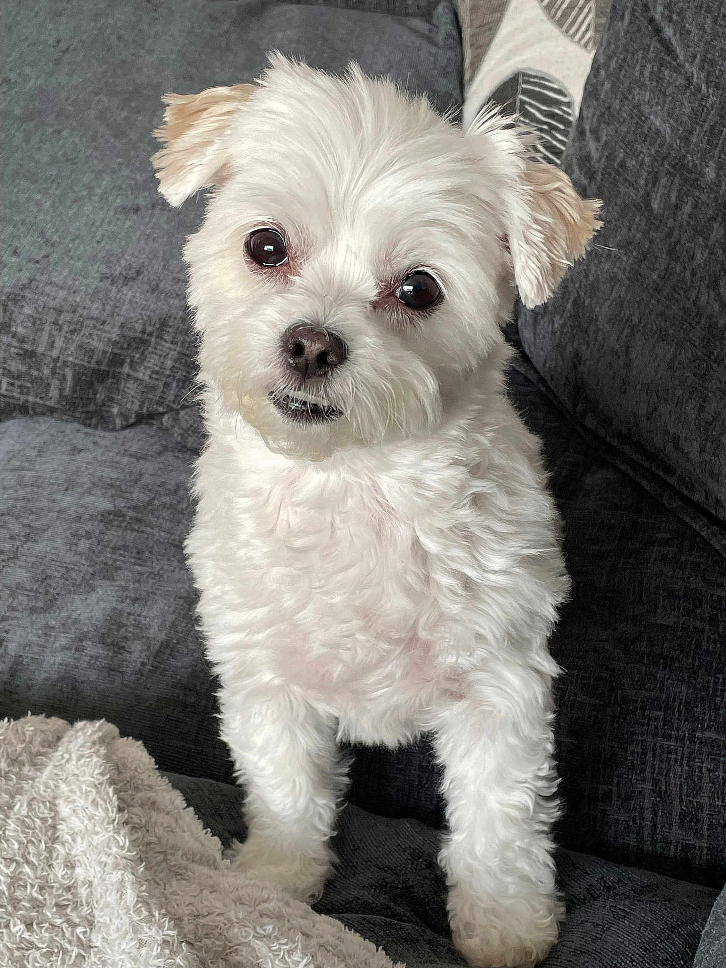 Minnie joined the competition — help win amazing prizes! dog, white_dog, fluffy, small_dog, cute, pet, indoors, couch, blanket, fur, ears, face, eyes, nose, animal, companion, domestic_animal, cozy, curious, portrait