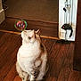 cat, bubble, wooden_floor, indoor, toy_mouse, curious, pet, feline, domestic_animal, flooring, door, string, playful, whiskers, fur, sitting, home, animal, brown, white