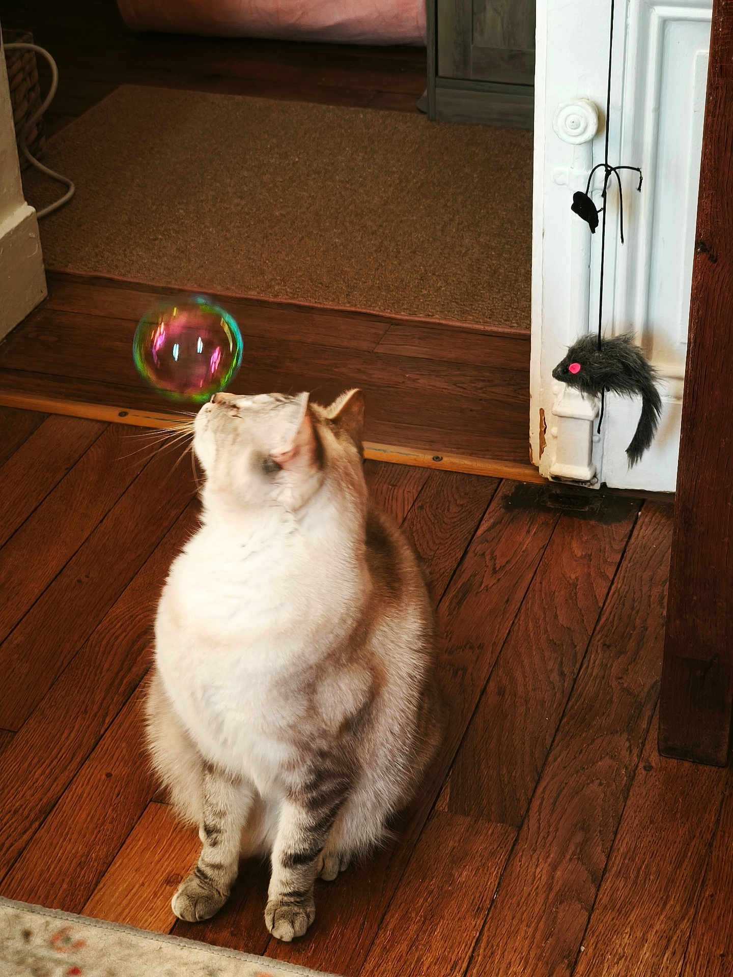 Ohana a rejoint le concours — aidez-le/la à gagner de superbes lots ! cat, bubble, wooden_floor, indoor, toy_mouse, curious, pet, feline, domestic_animal, flooring, door, string, playful, whiskers, fur, sitting, home, animal, brown, white