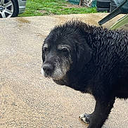 Guizmo participe au concours pour gagner de l'argent avec cette photo : dog, wet, black_dog, gray_muzzle, outdoor, concrete, car, wheel, grass, fence, chair, table, pavement, old_dog, pet, animal, backyard, rain, fur, side_view