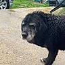 dog, wet, black_dog, gray_muzzle, outdoor, concrete, car, wheel, grass, fence, chair, table, pavement, old_dog, pet, animal, backyard, rain, fur, side_view