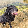 Guizmo a rejoint le concours — aidez-le/la à gagner de superbes lots ! dog, wet, black_dog, tongue_out, muddy, riverbank, water, moss, outdoor, nature, canine, pet, happy, sitting, animal, playful, fur, closeup, smiling, tongue