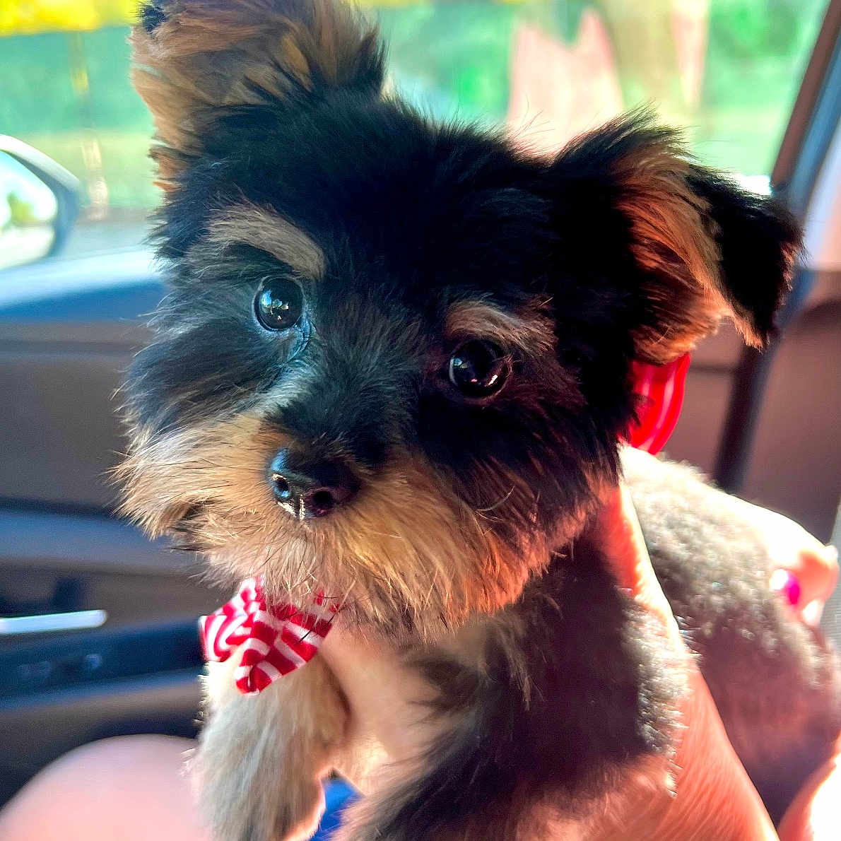 Gizzy is registered to the contest to win money with this photo: affenpinscher, animal, bodypart, canine, dog, face, finger, hand, head, machine, person, pet, photography, poodle, portrait, puppy, spoke, terrier, transportation, vehicle