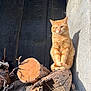 Winni participe au concours pour gagner de l'argent avec cette photo : cat, orange_cat, tabby_cat, firewood, logs, wood, door, wooden_door, concrete_wall, shadow, sunlight, outdoor, animal, pet, feline, nature, resting, sitting, quiet, calm