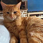 Winni participe au concours pour gagner de l'argent avec cette photo : cat, ginger_cat, tabby, pet, animal, feline, relaxed, indoor, living_room, fireplace, television, soft_surface, close_up, fur, whiskers, ears, paws, curious, cozy, home