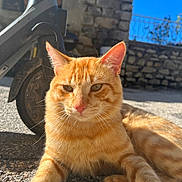 Winni participe au concours pour gagner de l'argent avec cette photo : animal, cat, closeup, daylight, ears, feline, gravel, mammal, nature, orange_tabby, outdoor, paw, pet, relaxed, resting, scooter, stone_wall, sunlight, wheel, whiskers