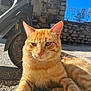 animal, cat, closeup, daylight, ears, feline, gravel, mammal, nature, orange_tabby, outdoor, paw, pet, relaxed, resting, scooter, stone_wall, sunlight, wheel, whiskers
