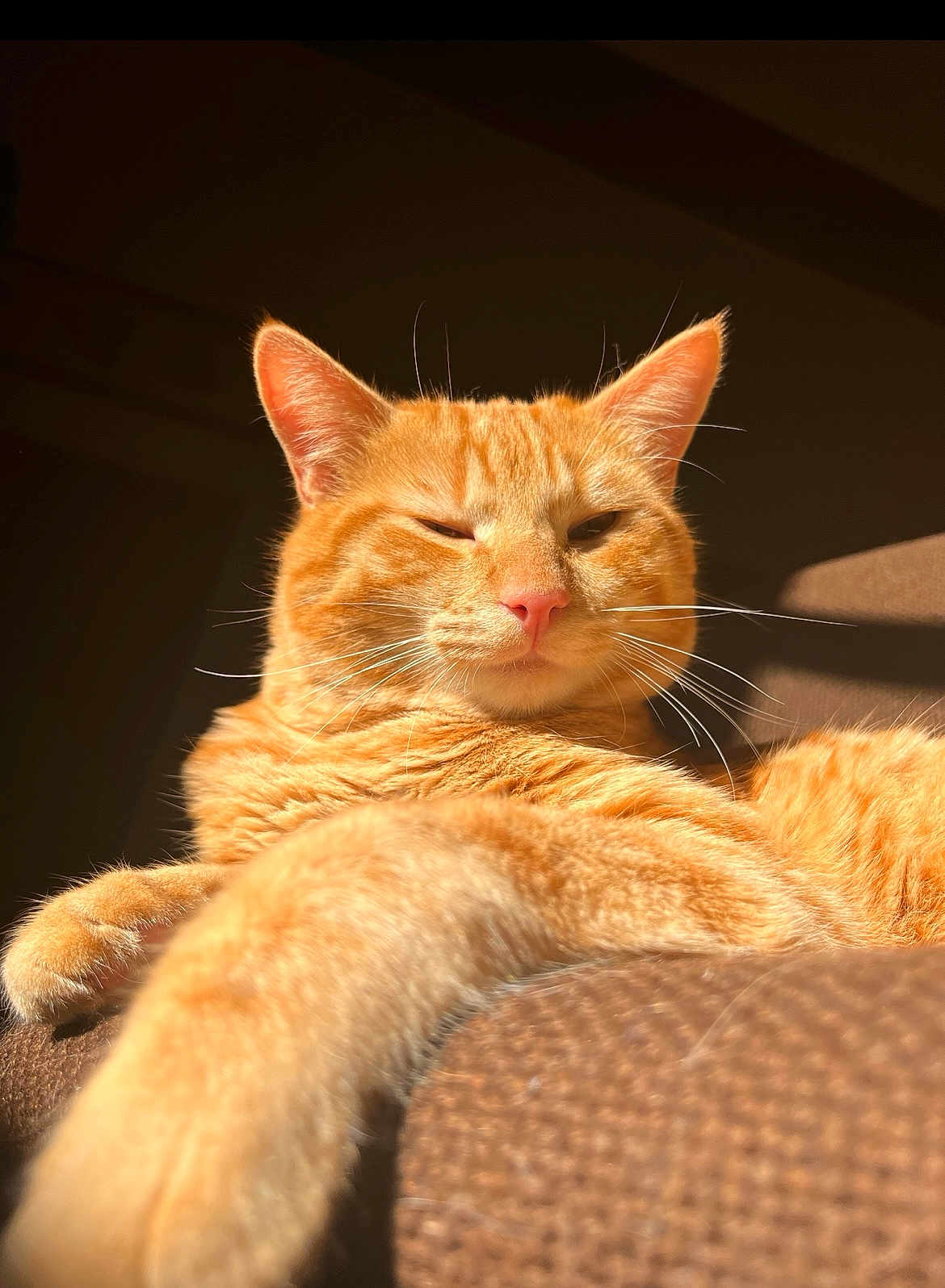 Winni participe au concours pour gagner de l'argent avec cette photo : cat, orange_tabby, pet, feline, animal, sunlight, indoor, relaxing, couch, fur, whiskers, ears, paw, closeup, sleepy, cute, domestic_cat, mammal, cozy, resting
