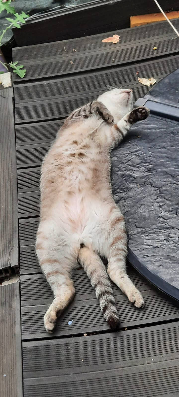 Kiki participe au concours pour gagner de l'argent avec cette photo : carnivore, cat, claw, domestic_short_haired_cat, fawn, felidae, foot, fur, paw, small_to_medium_sized_cats, tail, terrestrial_animal, whiskers, wood