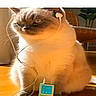 animal, cat, chair, cord, device, earphones, expression, fluffy, furniture, home, houseplant, indoor, ipod, music, pet, plant, retro, sitting, technology, wooden_surface