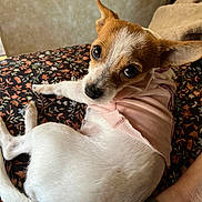 Suzie is registered to the contest to win money with this photo: animal, blanket, brown_fur, cozy, curious_expression, cute, dog, ear_up, floral_pattern, foot, indoor, looking_back, paw, pet, pink_shirt, puppy, resting, small_dog, tail, white_fur