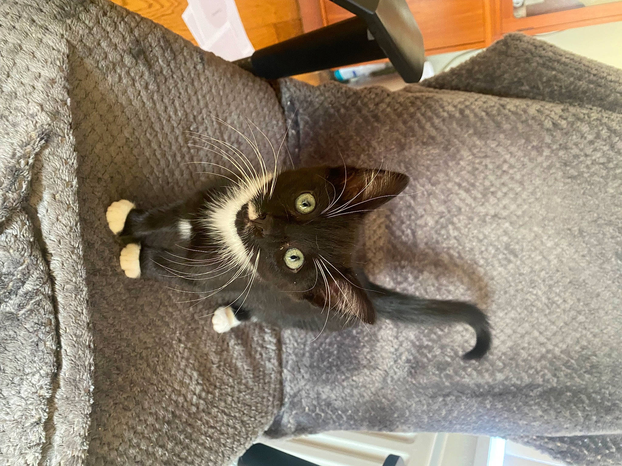 Mobi is registered to the contest to win money with this photo: black_cat, box, carnivore, cat, claw, comfort, couch, domestic_short_haired_cat, fashion_accessory, felidae, flooring, fur, grey, hardwood, living_room, plant, small_to_medium_sized_cats, tail, whiskers, wood