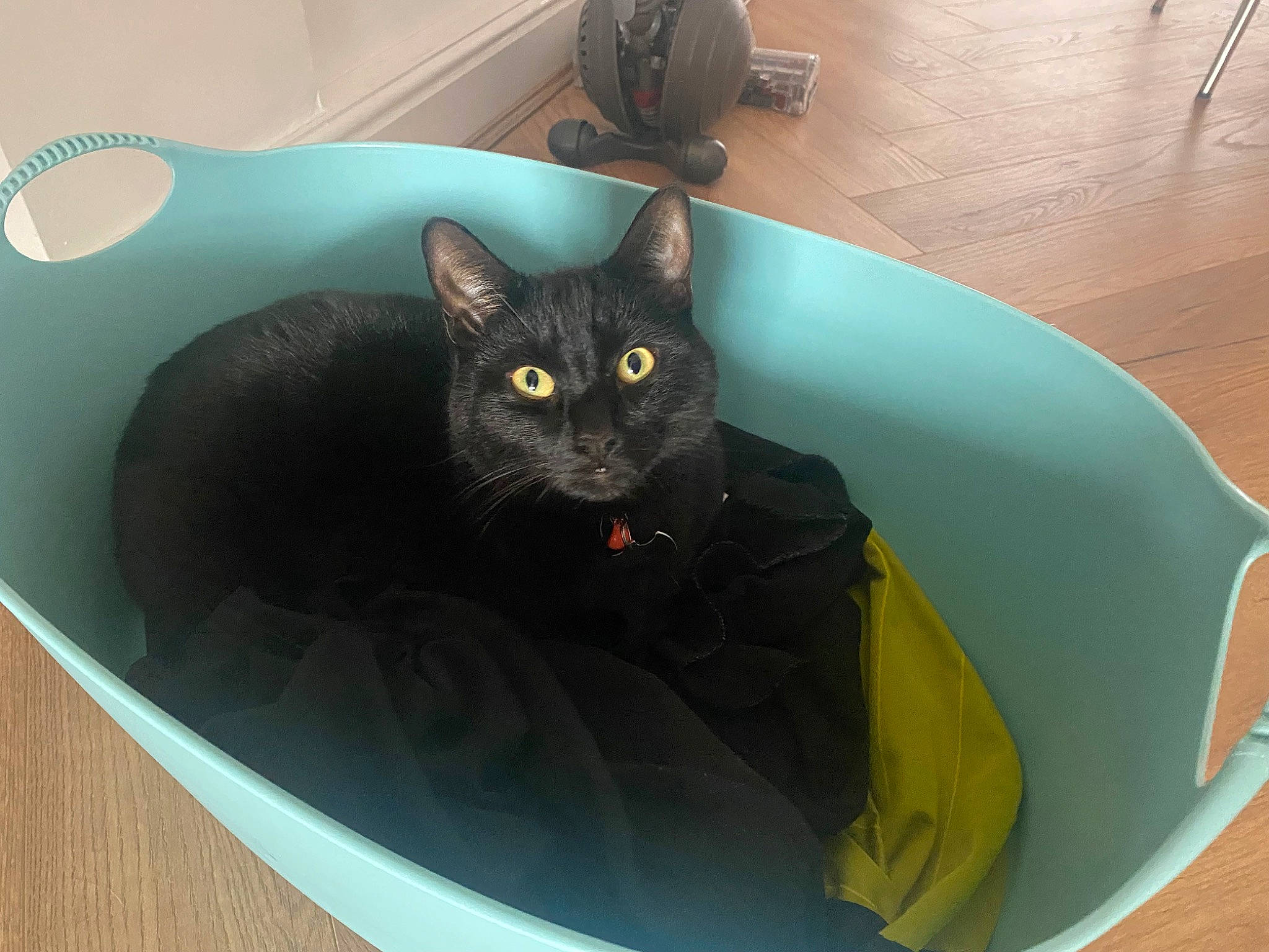 Loki is registered to the contest to win money with this photo: black_cat, bombay, carnivore, cat, cat_bed, cat_supply, chair, circle, comfort, domestic_short_haired_cat, felidae, flooring, furniture, hardwood, room, small_to_medium_sized_cats, tail, whiskers, window, wood