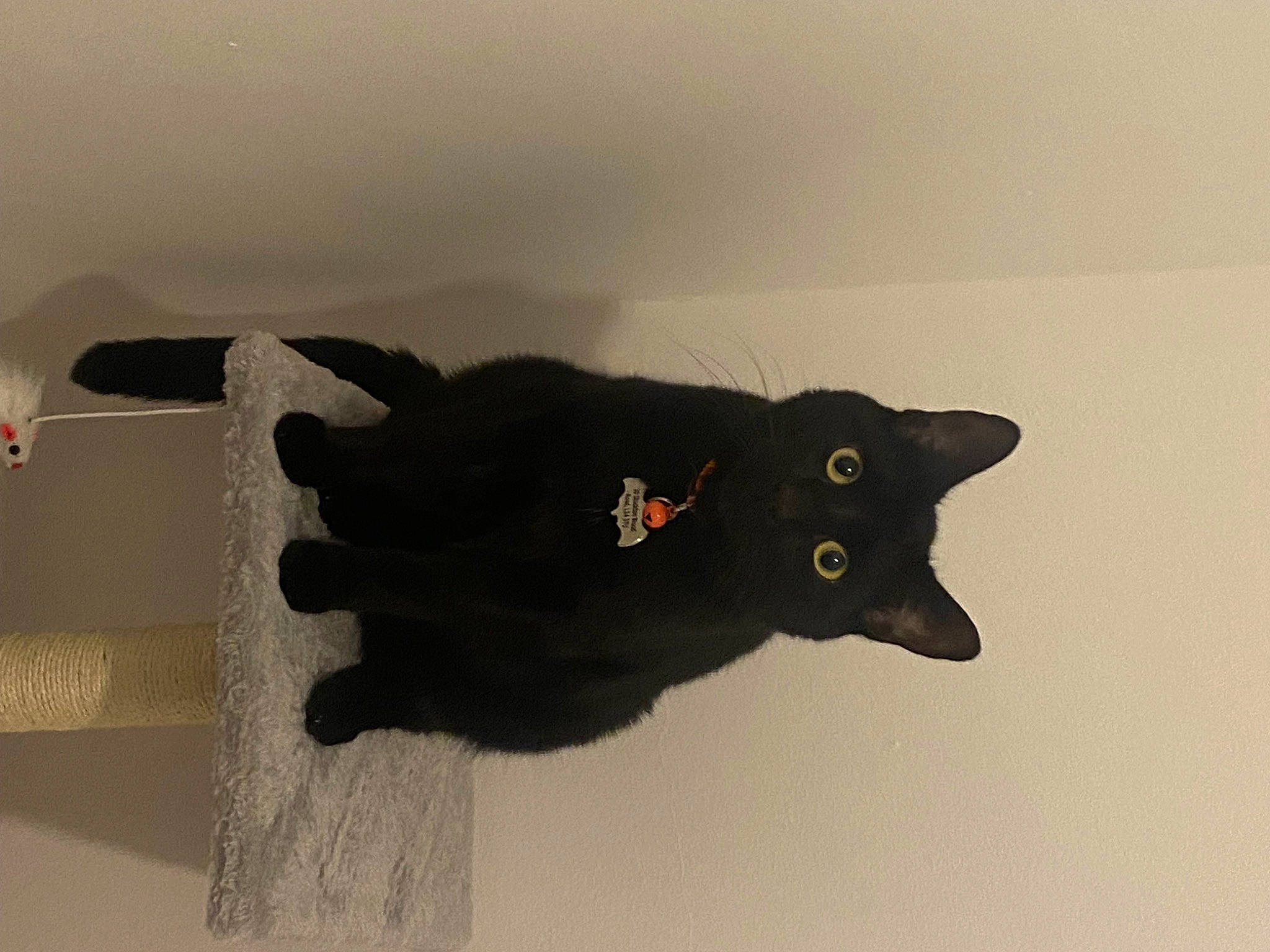 Loki is registered to the contest to win money with this photo: black_cat, bombay, carnivore, cat, domestic_short_haired_cat, felidae, fur, small_to_medium_sized_cats, snout, tail, tree, whiskers