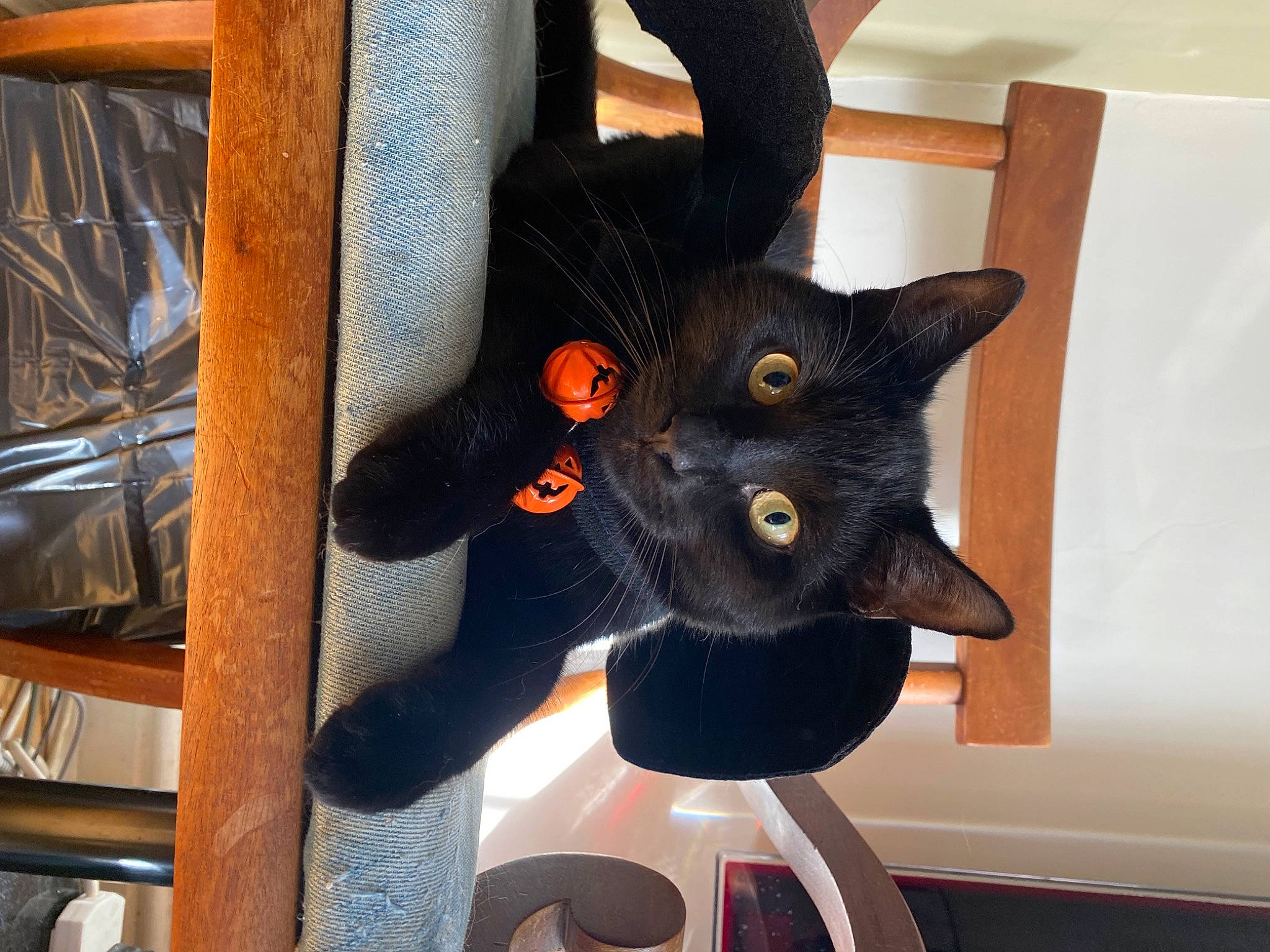 Loki joined the competition — help win amazing prizes! black_cat, carmine, carnivore, cat, chair, claw, comfort, domestic_short_haired_cat, fashion_accessory, felidae, flowerpot, fur, metal, plant, room, small_to_medium_sized_cats, snout, tail, whiskers, window