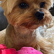 Lutess participe au concours pour gagner de l'argent avec cette photo : dog, small_dog, close_up, silky_fur, pet, indoors, plush_toy, pink, cuddly, cute, animal, companion, resting, fur, ears, nose, whiskers, soft_toy, home, portrait