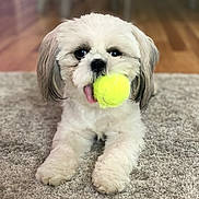 Bella is registered to the contest to win money with this photo: dog, puppy, tennis_ball, carpet, indoor, playful, tongue_out, white_fur, cute, pet, animal, floor, furniture, small_dog, lying_down, front_paws, domestic, companion, happy, toy