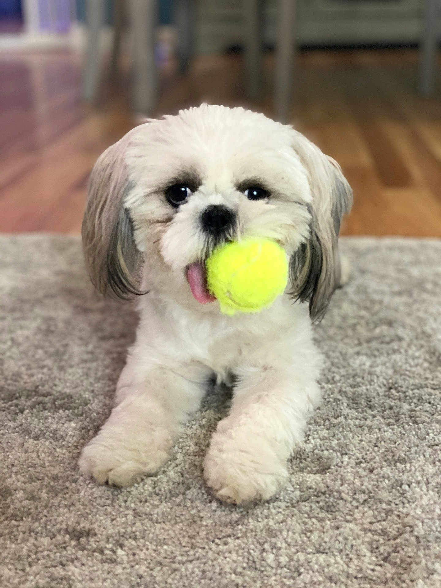 Bella is registered to the contest to win money with this photo: dog, puppy, tennis_ball, carpet, indoor, playful, tongue_out, white_fur, cute, pet, animal, floor, furniture, small_dog, lying_down, front_paws, domestic, companion, happy, toy