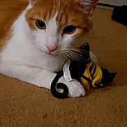 Max joined the competition — help win amazing prizes! cat, orange_cat, white_cat, plush_toy, carpet, indoor, pet, animal, cute, whiskers, ears, paws, toy, stuffed_animal, closeup, feline, domestic_cat, resting, curious, soft_fur