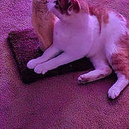 Max joined the competition — help win amazing prizes! animal, carpet, cat, companion, curious, cute, domestic_animal, ears, feline, fur, home, indoor, laying_down, mammal, orange_and_white, paws, pet, relaxed, resting, whiskers