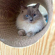 Teddy is registered to the contest to win money with this photo: cat, blue_eyes, fluffy, cardboard, tunnel, pet, indoor, fur, whiskers, relaxed, closeup, animal, cute, feline, paw, portrait, looking, cozy, soft_light, focus