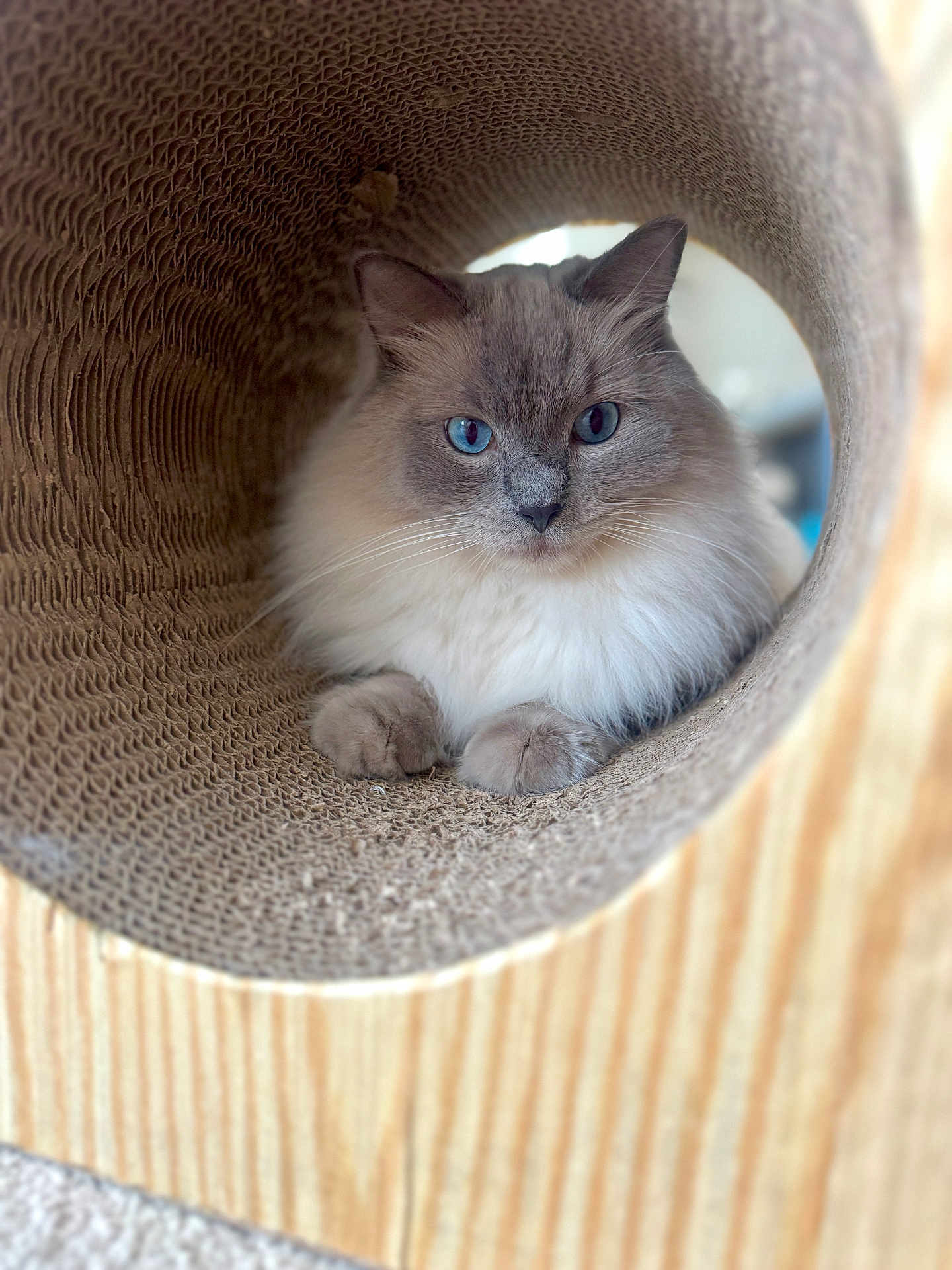 Teddy is registered to the contest to win money with this photo: cat, blue_eyes, fluffy, cardboard, tunnel, pet, indoor, fur, whiskers, relaxed, closeup, animal, cute, feline, paw, portrait, looking, cozy, soft_light, focus