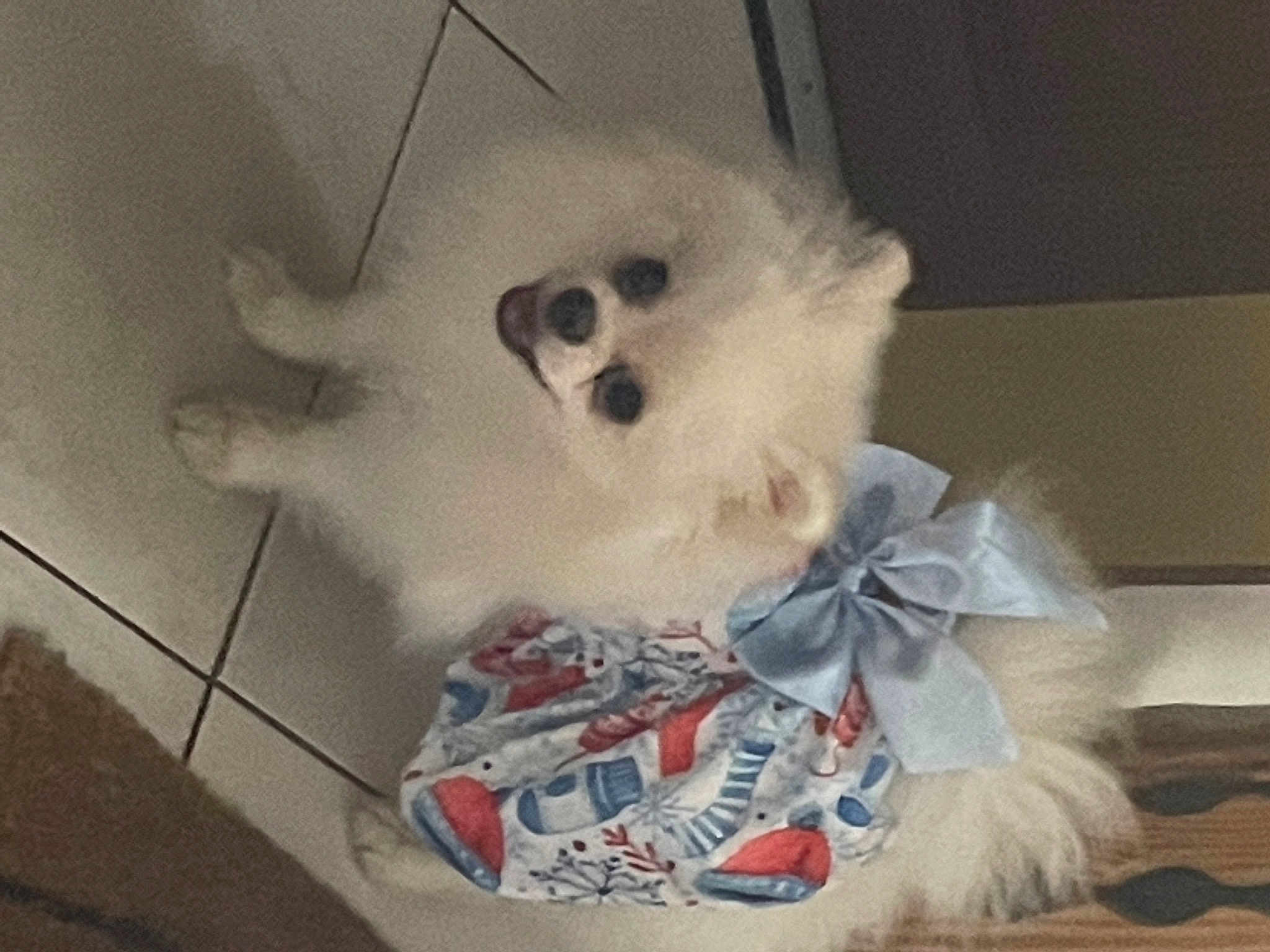 Taïga