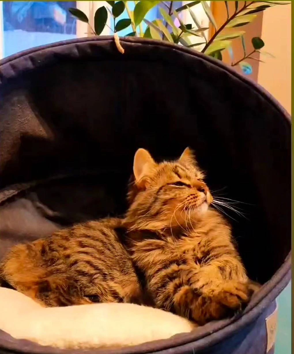 Speedou participe au concours pour gagner de l'argent avec cette photo : carnivore, cat, cat_bed, cat_supply, comfort, couch, domestic_short_haired_cat, felidae, fur, linens, mammal, nap, plant, room, sleep, small_to_medium_sized_cats, snout, tail, terrestrial_animal, whiskers