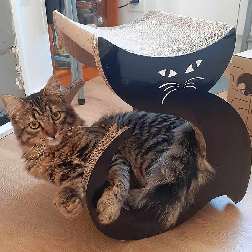 Speedou participe au concours pour gagner de l'argent avec cette photo : bed, carnivore, cat, chair, comfort, couch, domestic_short_haired_cat, felidae, flooring, fur, hardwood, linens, nap, paw, room, sitting, small_to_medium_sized_cats, tail, whiskers, wood