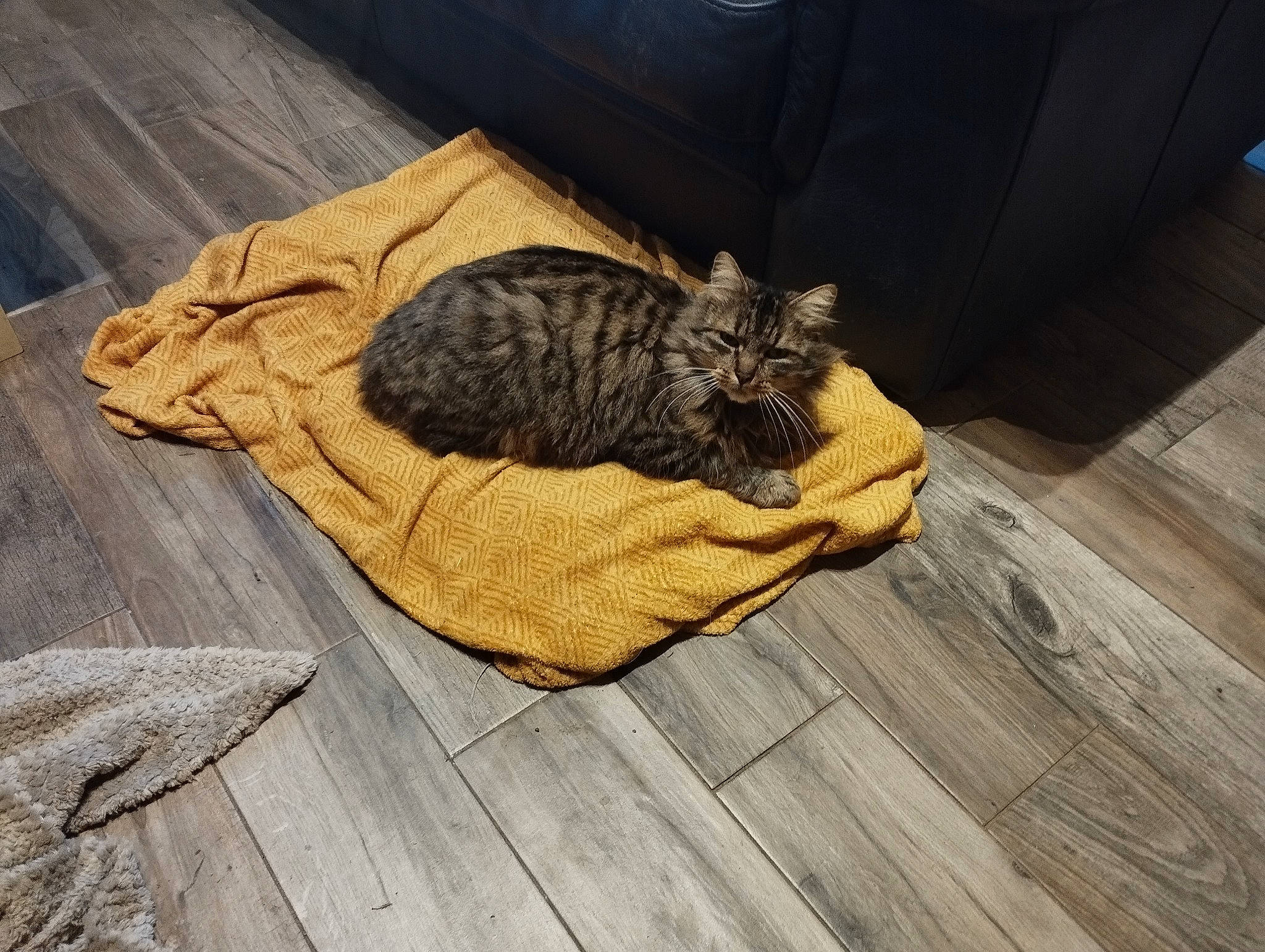 Speedou a rejoint le concours — aidez-le/la à gagner de superbes lots ! carnivore, cat, comfort, domestic_short_haired_cat, fawn, felidae, floor, flooring, fur, grey, hardwood, small_to_medium_sized_cats, snout, tail, terrestrial_animal, tree, whiskers, wood, wood_flooring, wood_stain