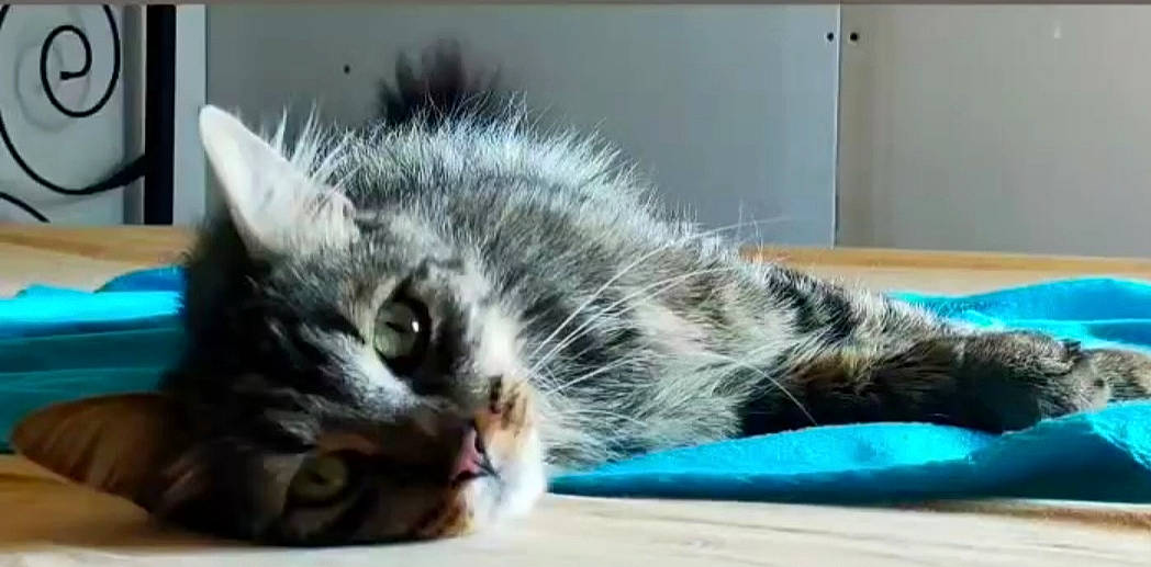 Speedou a rejoint le concours — aidez-le/la à gagner de superbes lots ! carnivore, cat, claw, comfort, domestic_short_haired_cat, felidae, fur, paw, small_to_medium_sized_cats, snout, terrestrial_animal, whiskers