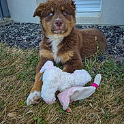 Baïamé a rejoint le concours — aidez-le/la à gagner de superbes lots ! puppy, dog, brown_fur, blue_eye, one_ear_up, grass, toy, stuffed_animal, outdoor, playful, cute, pet, young_dog, nature, animal, fur, mischievous, relaxed, front_paw, closeup