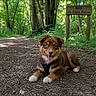 dog, puppy, forest, path, nature, greenery, trees, sign, happy, tongue_out, heterochromia, brown_fur, white_paws, outdoor, sunlight, leaves, wooden_sign, canine, pet, animal