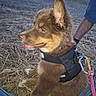 puppy, dog, brown_fur, harness, leash, outdoor, grass, dry_grass, happy, sitting, pet, animal, young_dog, canine, nature, person, jeans, leg, closeup, daylight