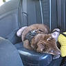 dog, brown_dog, blue_eyes, car_seat, harness, resting, curled_up, pet, animal, inside_car, seat, travel, furry, domestic_animal, canine, leash, cozy, vehicle, companion, relaxing