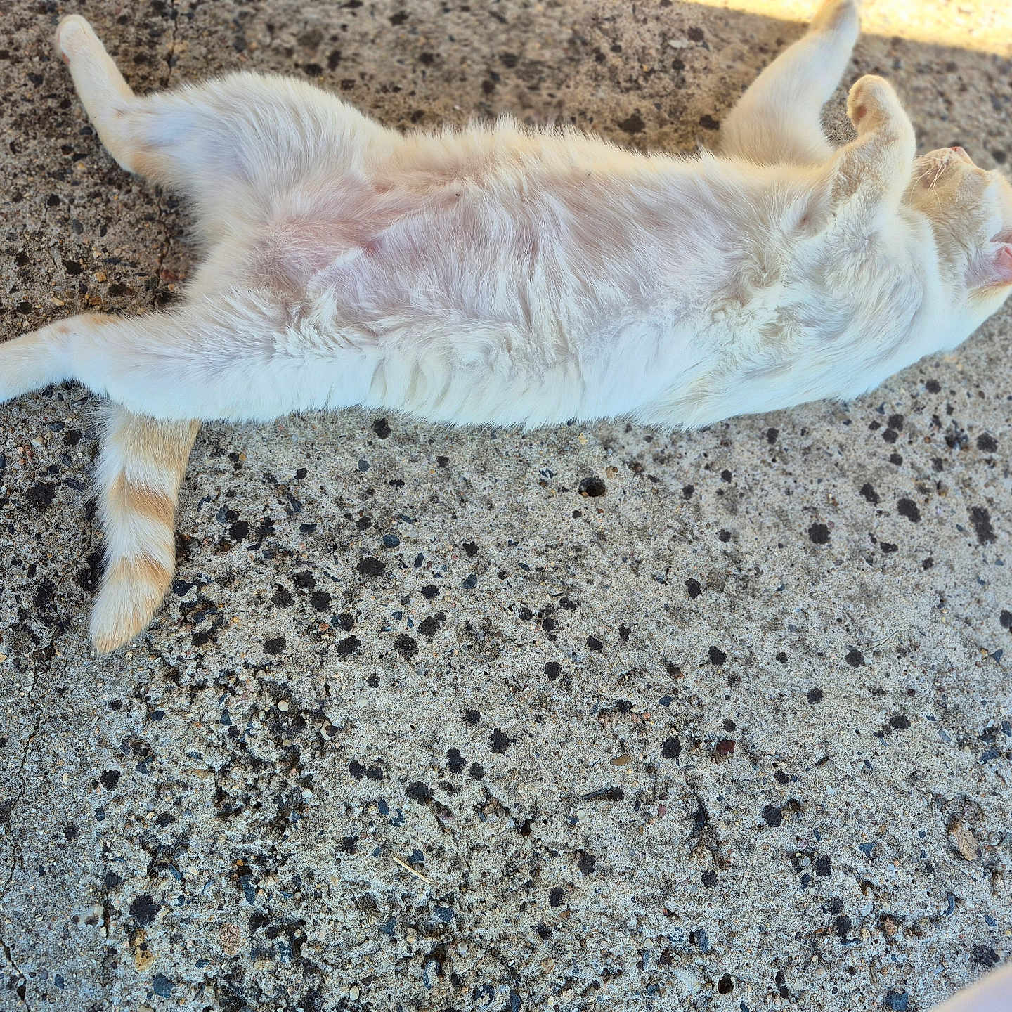 Alaska a rejoint le concours — aidez-le/la à gagner de superbes lots ! cat, animal, pet, feline, fur, orange, white, relaxed, sunlight, outdoor, concrete, texture, paws, lying_down, playful, resting, striped_tail, nature, daylight, cute