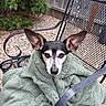 dog, blanket, chair, outdoor, pet, animal, fur, ears, metal, fence, green, cozy, snug, cute, small, face, resting, relaxed, nature, wood