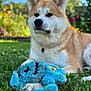 animal, ball, canine, dog, eskimodog, football, grass, husky, lawn, outdoors, pet, plant, plush, puppy, soccer, soccerball, sport, toy, vegetation, whitedog