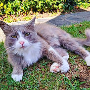 Ritchie a rejoint le concours — aidez-le/la à gagner de superbes lots ! cat, animal, pet, grass, outdoor, sunlight, relaxed, fluffy, gray, white, whiskers, pink_nose, greenery, nature, paws, tail, closeup, daylight, mammal, cute