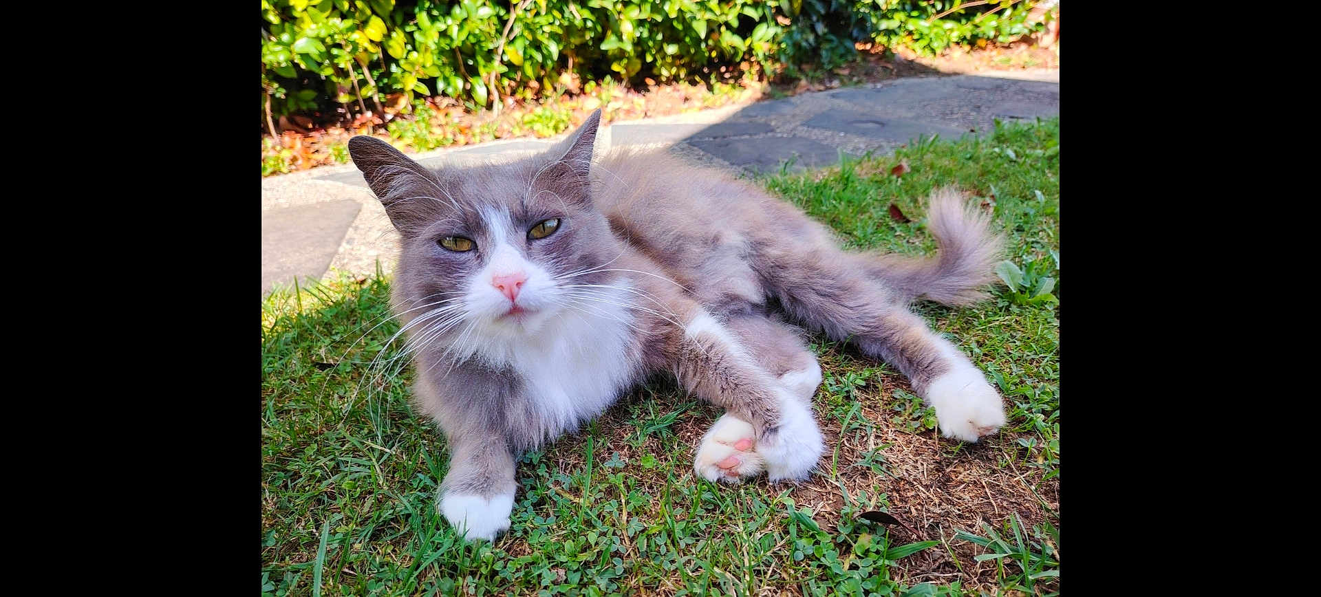 Ritchie a rejoint le concours — aidez-le/la à gagner de superbes lots ! cat, animal, pet, grass, outdoor, sunlight, relaxed, fluffy, gray, white, whiskers, pink_nose, greenery, nature, paws, tail, closeup, daylight, mammal, cute