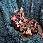 Gizmo joined the competition — help win amazing prizes! cat, kitten, tabby, plush_toy, guitar_toy, blanket, blue_blanket, pet, animal, feline, cute, relaxed, indoor, cozy, soft_texture, claw, paw, whiskers, striped, young_cat