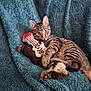 cat, kitten, tabby, plush_toy, guitar_toy, blanket, blue_blanket, pet, animal, feline, cute, relaxed, indoor, cozy, soft_texture, claw, paw, whiskers, striped, young_cat