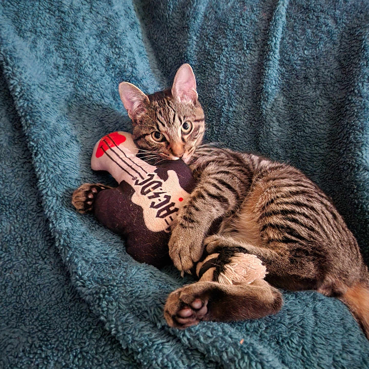 Gizmo joined the competition — help win amazing prizes! animal, blanket, blue_blanket, cat, claw, cozy, cute, feline, guitar_toy, indoor, kitten, paw, pet, plush_toy, relaxed, soft_texture, striped, tabby, whiskers, young_cat