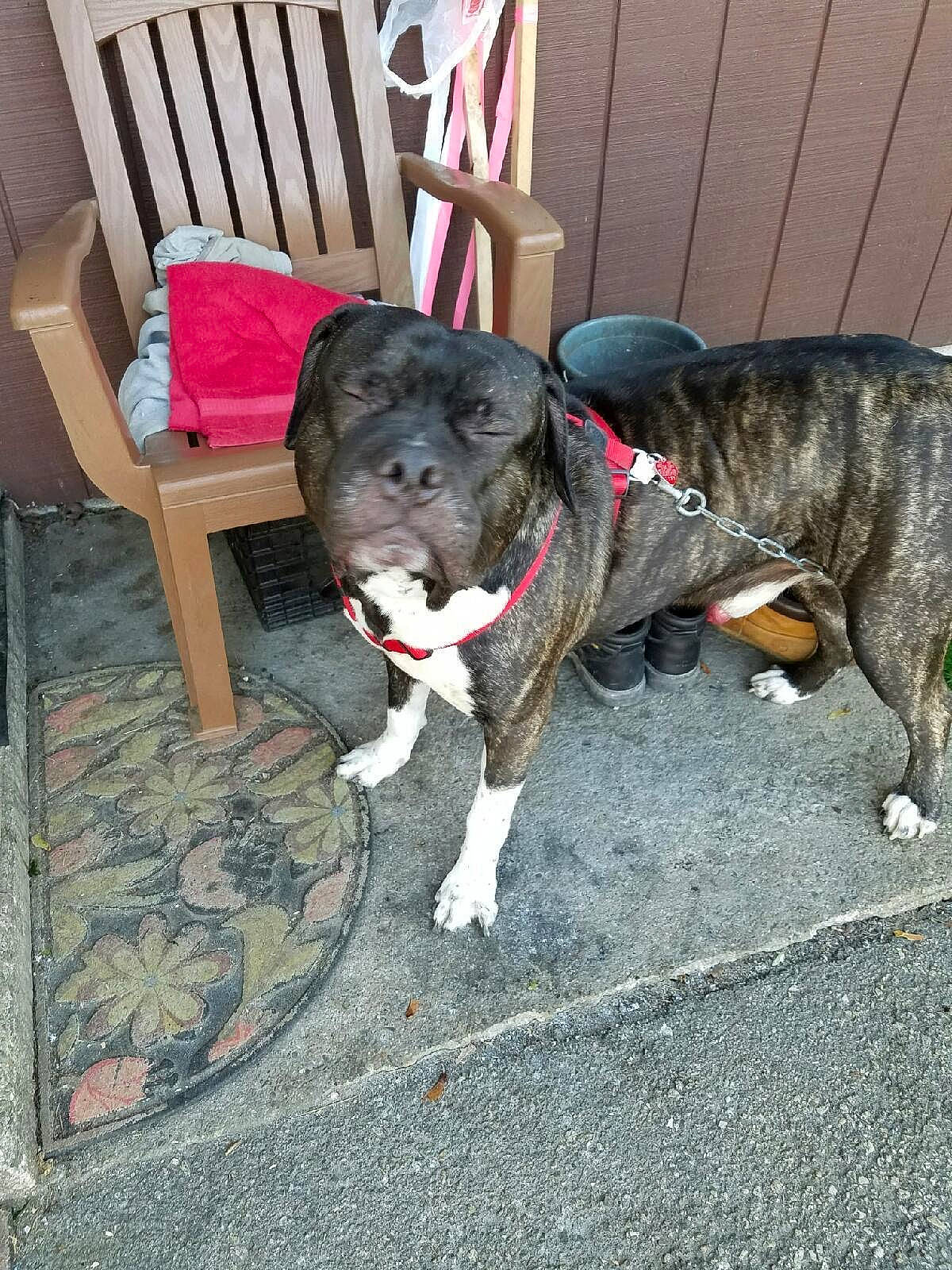 Legend joined the competition — help win amazing prizes! canidae, carnivore, chair, collar, companion_dog, dog, dog_breed, dog_collar, fawn, flooring, fur, guard_dog, hardwood, leash, outdoor_furniture, snout, sporting_group, table, tail, working_animal